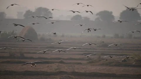 Flock of Bar headed goose flying  Stock Footage 148818732
