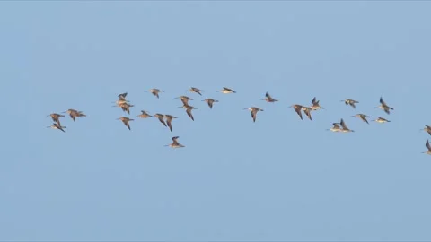 A flock of Bar-tailed Godwit flight (slow motion) Stock Footage 321638912