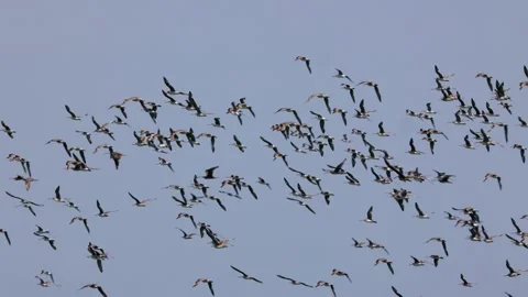 A flock of bar-tailed godwits flying around a high tide roosting site. Stock Footage 306332301