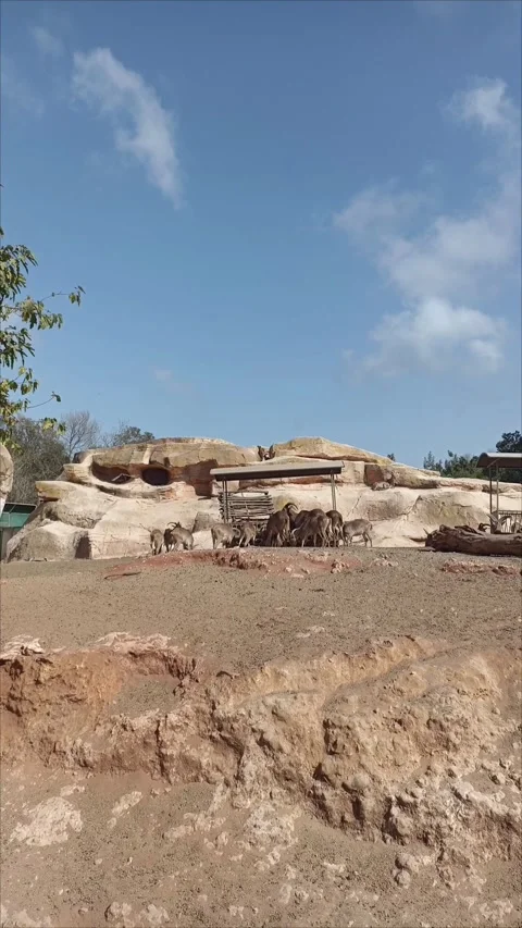 Flock of Barbary sheep aoudad roaming on the rocky mountain at Rabat Zoo Stock-Footage 343959550