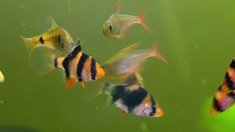 A flock of Barbus fish. Stock Footage 263648728