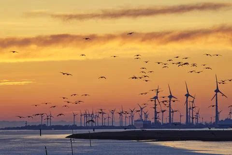 Flock of barnacle geese flying over Ems River with wind turbines in the Stock Photos