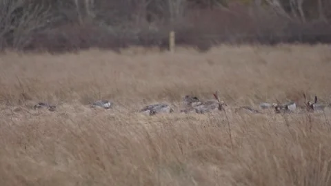 Flock of Barnacle Geese Resting at Reed Field Video stock 344854440