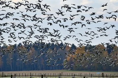 Flock of barnacle goose flying in fast speed past forest Foto stock