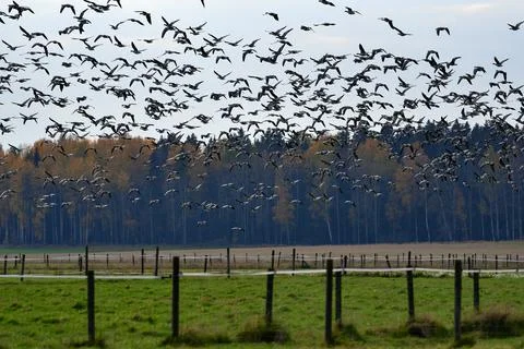 Flock of barnacle goose flying in fast speed past forest Stock Photos