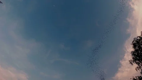 Flock of bat flying Video stock 83129205