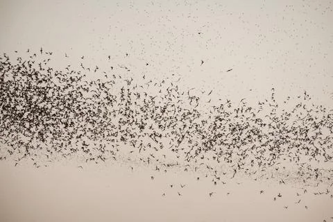 Flock of bat flying on sky to feed Stock Photos