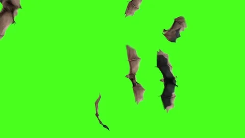 Flock of Bats Animals Halloween 3D Rendering Green Screen Stock Footage