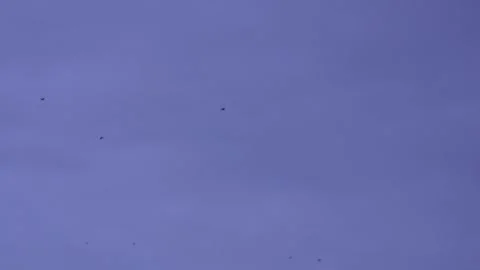 A flock of bats are flying in the clear sky Stock Footage 314612349