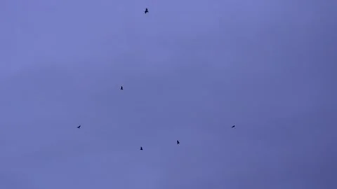 A flock of bats are flying in the evening sky Stock Footage 314612302