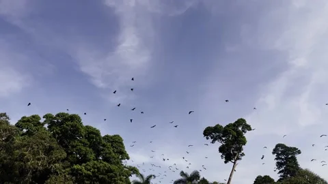 A flock of bats, a flock of flying dogs flying over the trees Stock Footage 218595217