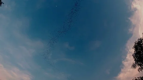 Flock of bats flying Stock Footage 84160542