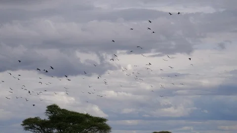 Flock of Bats, flying Fox Video stock 125473842