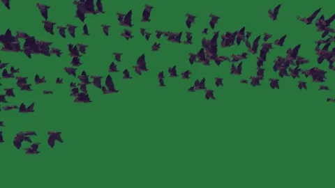 A flock of bats flying over green screen and against birds on animated Vídeo Stock 335122495