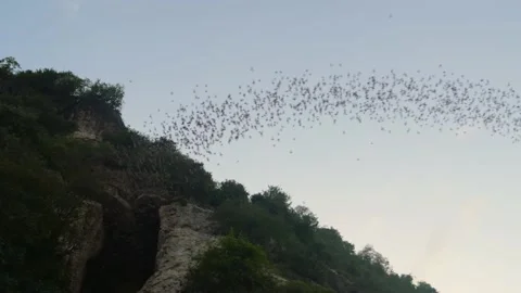 A flock of bats flying in the sky, coming out of a cave, in Battambang, Cambodia Stock Footage 236190550