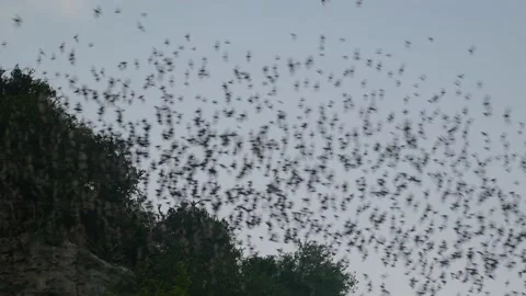 A flock of bats flying in the sky, coming out of a cave, in Battambang, Cambodia Stock Footage 236191380