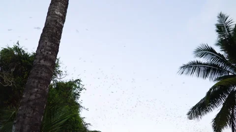 Flock of bats flying in unison in the sky between palm trees in Asian Stock Footage 244781481