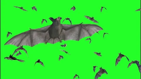 Flock of bats on a green background 3D render Stock Footage 80233133
