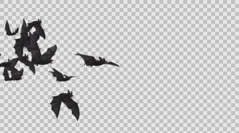 Flock of Bats - Passing Screen - Side Angle  - 22 - I - Alpha Channel Stock Footage 68148608