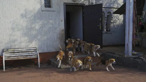 Flock of beagles runs out through the open door of the dog breeding kennel Stock Footage 142239409