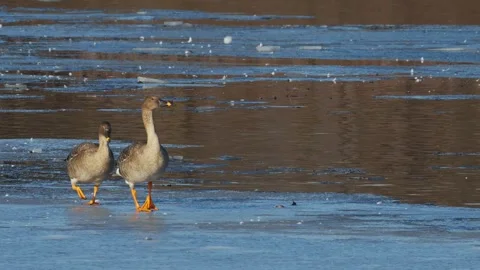 A flock of bean geese taking off (slow motion) Stock Footage 332156381
