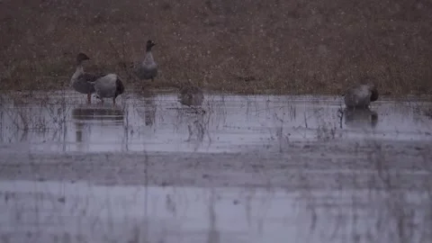 Flock of bean gooses got caught in the snowfall in the spring Stock Footage 283547678