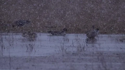 Flock of bean gooses on the water during the snowstorm Stock Footage 283547290