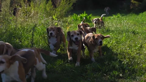 Flock of beautiful dogs will run on grass on sunny day. slow moving. Stock Footage 143153045