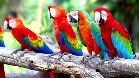 Flock of beautiful macaw parrots resting on tree branch Vidéo 334517105