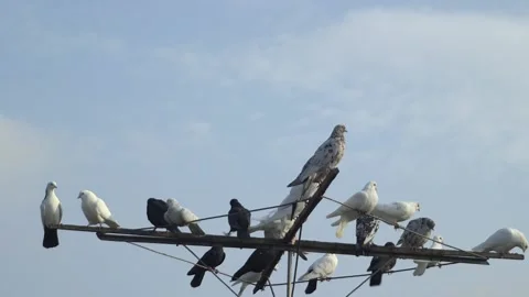 A flock of beautiful multi-colored doves against the sky Stock-Footage 221460413