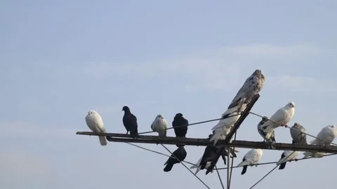 A flock of beautiful multi-colored doves against a beautiful sky Stock Footage 221460416