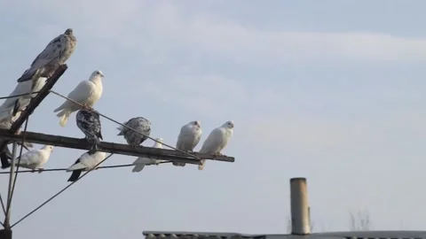 A flock of beautiful multi-colored roller pigeons on an antenna against the 動画素材 221460441