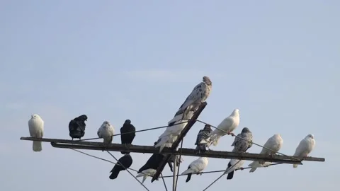A flock of beautiful multicolored doves against a beautiful blue sky 스톡 동영상 221460412