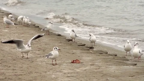 Flock of beautiful seagulls on remote sandy beach at evening. Waves on Stock Footage 79044581
