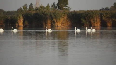 A flock of beautiful swans swim in the water of the lake. Quiet autumn day on Video stock 139772753