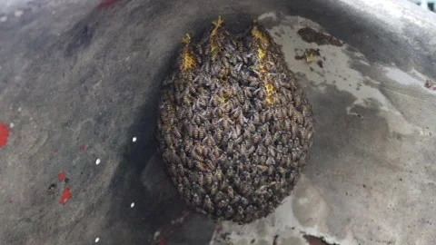 Flock of bees perching in nests closeup for working 스톡 동영상 140369688