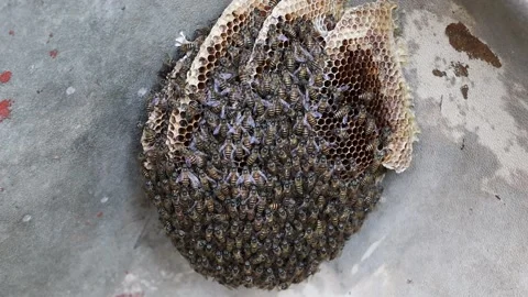 Flock of bees is working in nest Video stock 144653777