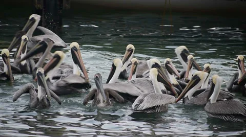Flock of Begging Pelicans Vidéo 33756411
