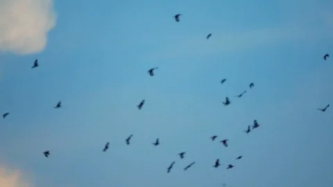 A flock of bird are flying turn back in the sky. Stock Footage