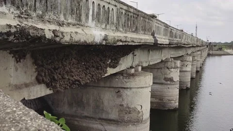 Flock of bird fly back to the nest in the evening Stock Footage 220702175