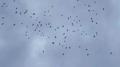 Flock of Bird flying against dramatic,dark,mysterious sky. Halloween concept Stock Footage 252105890