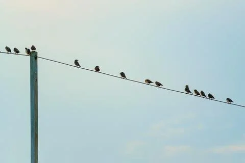 Flock of bird flying and perching on electric wire in the evening Stock Photos