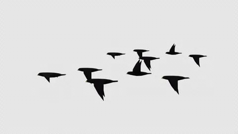 Flock of Bird Stock-Footage 280120012