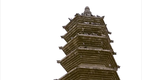 Flock of bird perching at Shaolin Temple during snowfall Stock Footage 89813039