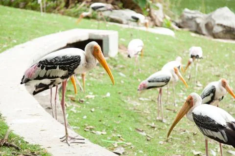 Flock of bird Stock Photos