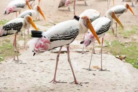Flock of bird Stock Photos