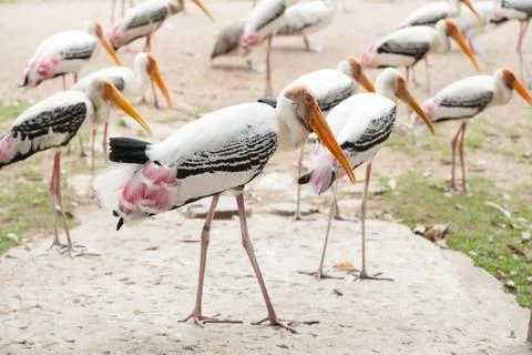 Flock of bird Stock Photos