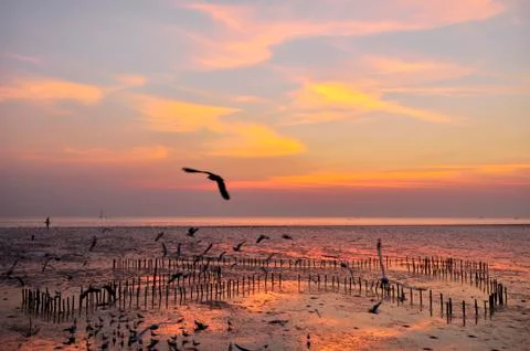 Flock of bird at twilight Stock-Fotos