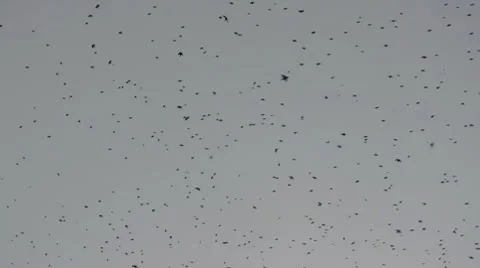 Flock of birds 01 Stock Footage 10756464