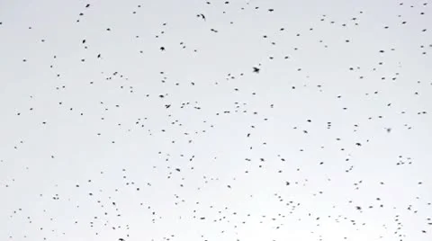Flock of birds 02 Stock-Footage 10756465